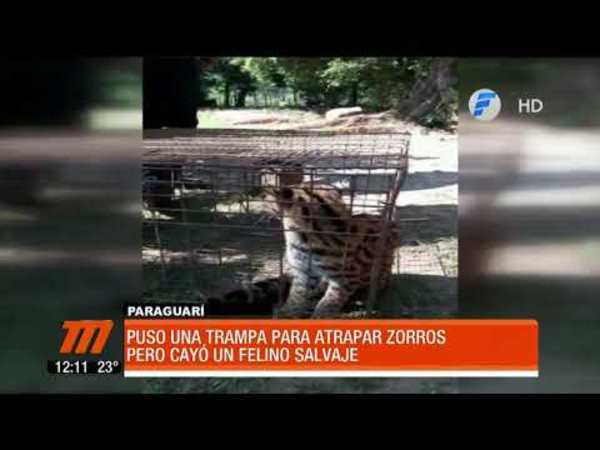 Felino salvaje cae en trampa para zorros