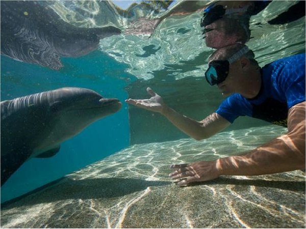 Activistas piden liberación de delfines de parques SeaWorld
