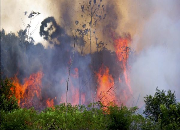 Los incendios forestales en la Amazonia ennegrecen el sol de San Pablo