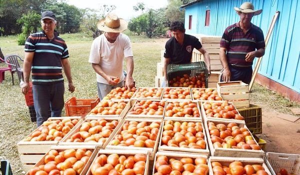 Hoy será el último día del tomate a G 2.500 el kilo - Economía - ABC Color