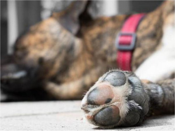 Hombre denuncia a su vecino por matar a su perro con un rifle