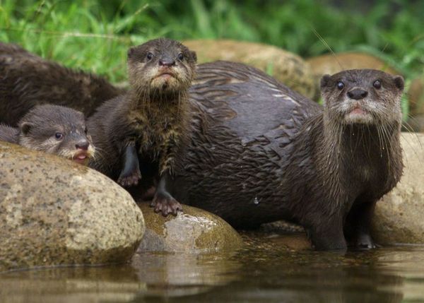 Una nutria bebé para un selfi, las redes sociales en el banco de los acusados - Mascotas - ABC Color