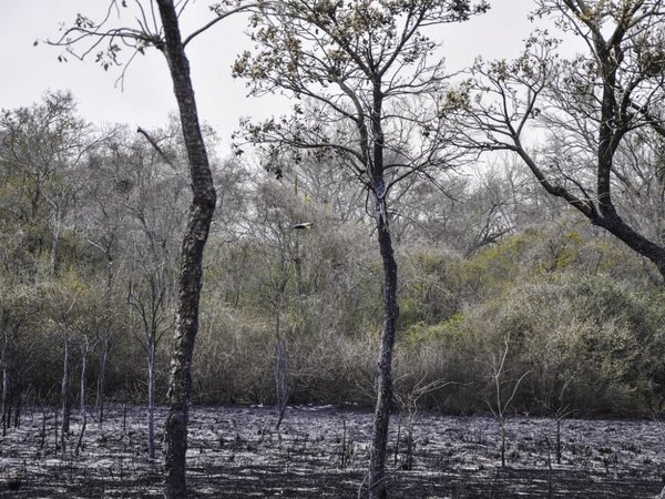 Instan a investigar a fondo origen de incendios forestales en Chaco