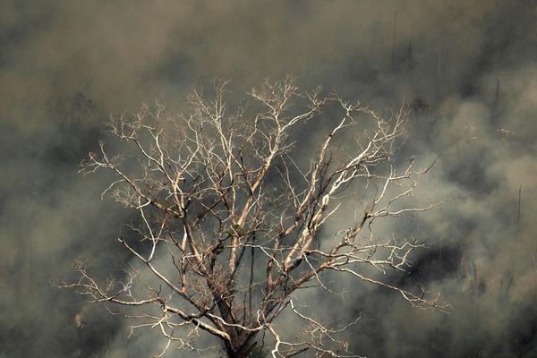 Brasil despliega a sus militares para la lucha contra el fuego en la Amazonas - Mundo - ABC Color