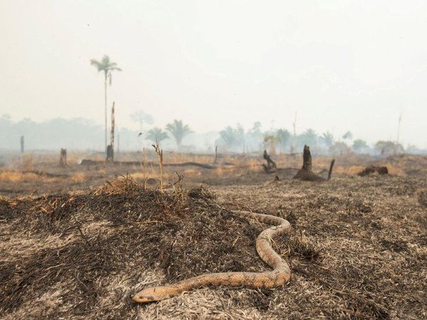 Militares luchan contra incendios y sigue presión global por Amazonia