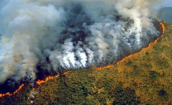 Animales en estampida y un silencio estremecedor se apoderan de la Amazonía | .::Agencia IP::.