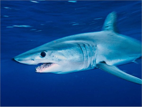 Tiburones y rayas en peligro de extinción serán protegidos