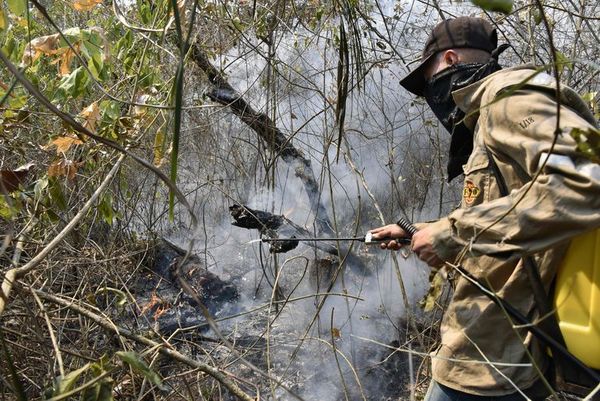 Recuperación de bosques bolivianos puede tardar más de un siglo - Mundo - ABC Color