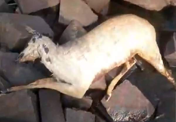 APARECIÓ UN CIERVO MUERTO EN LA COSTANERA DE ENCARNACIÓN