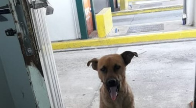 Perro “peajero” que alegra a todos los contribuyentes