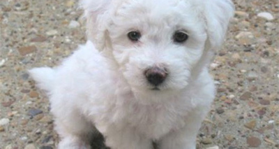 Malandros le robaron todo, hasta a “Rocco”