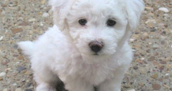 Malandros le robaron todo, hasta a “Rocco”