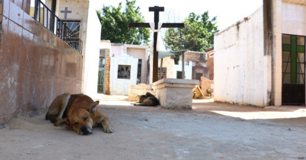 Perros guardianes de los finados en camposanto