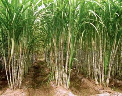 Se abre el mercado de Taiwán para el azúcar nacional