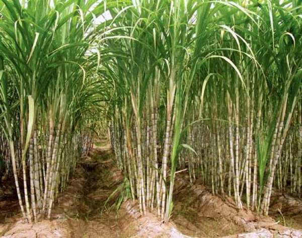 Se abre el mercado de Taiwán para el azúcar nacional