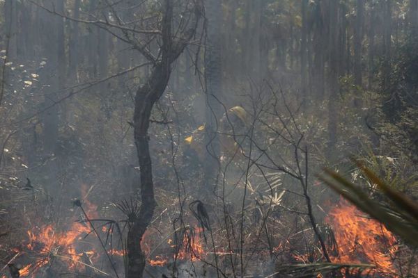 Bomberos reportan nuevos focos de incendio en Pantanal paraguayo  - Nacionales - ABC Color