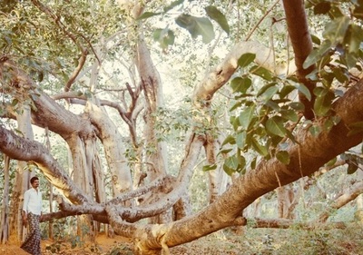 El indonesio que plantó más de 11.000 árboles para devolver el agua al bosque | .::Agencia IP::.