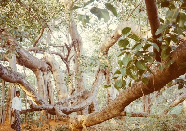 El indonesio que plantó más de 11.000 árboles para devolver el agua al bosque | .::Agencia IP::.
