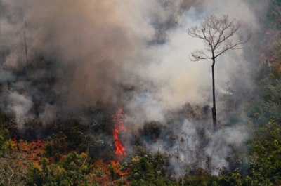 Millones de dólares para reforestar la Amazonía