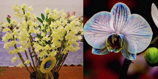 FESTIVAL DE LAS ORQUÍDEAS FUE UN ÉXITO EN PIRAPÓ