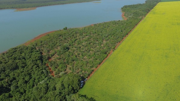 Recuperan el 90% de los bosques deforestados a orillas del lago Itaipú