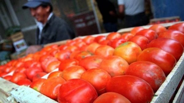 HOY / Esperanza entre productores de tomate por eventual repunte de precios
