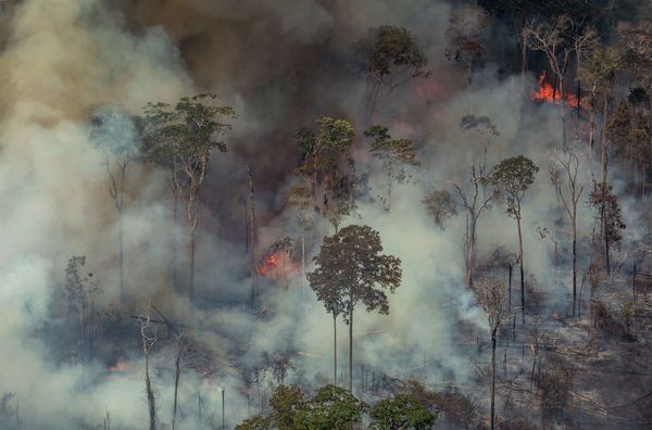 ONU llama a una mayor movilización mundial por la Amazonía