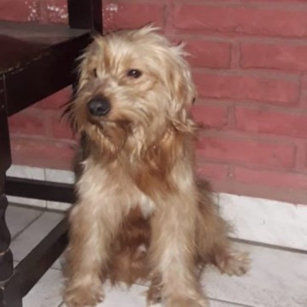 ¡URGENTE! Perrito busca casa » Ñanduti
