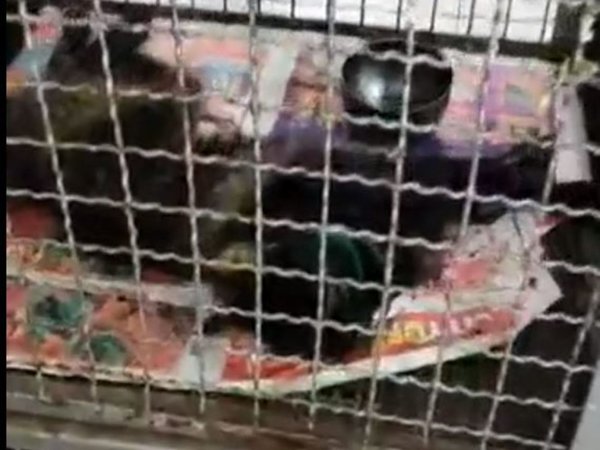 "Mascotas murieron porque la doctora les abandonó"