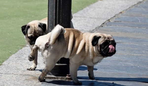 Ordenanza municipal obliga a limpiar orina de mascotas