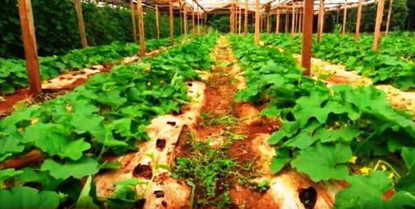 Cultivo de melón y pepino bajo invernadero - ABC Rural - ABC Color