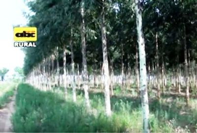 Especies forestales para suelos arcillosos - ABC Rural - ABC Color