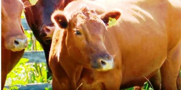 Raza bovina San Ignacio - ABC Rural - ABC Color