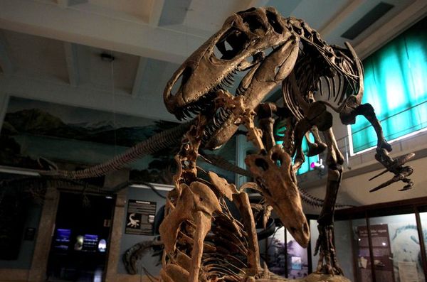 La potencia en paleontología de dinosaurios que batalla por sobrevivir - Ciencia - ABC Color