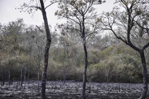 Hay 16 focos de incendios en el Chaco; evacuaron estancias y la muerte de animales es inminente - ADN Paraguayo