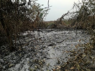 WWF pide al Gobierno acciones tras incendio en el Pantanal paraguayo