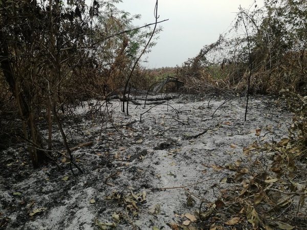 WWF pide al Gobierno acciones tras incendio en el Pantanal paraguayo