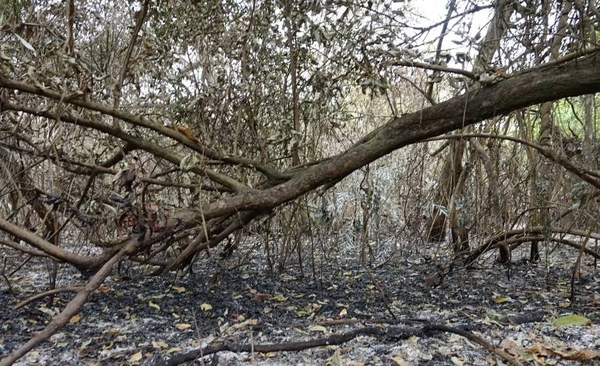 HOY / 37.000 hectáreas arrasadas por el fuego: piden reforestar para recuperar la vegetación