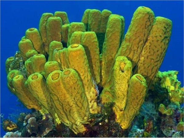 Las esponjas marinas, claves en la lucha contra la crisis climática