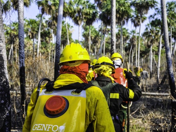 Fiscalía indagará si incendios fueron provocados o no