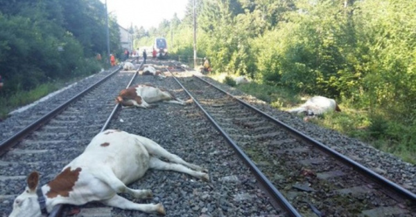 Tren asesino de vacas