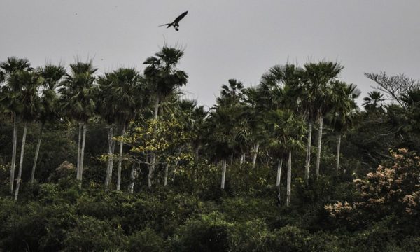 Llovizna mitiga incendio en Bahía Negra, pero trabajos se intensifican