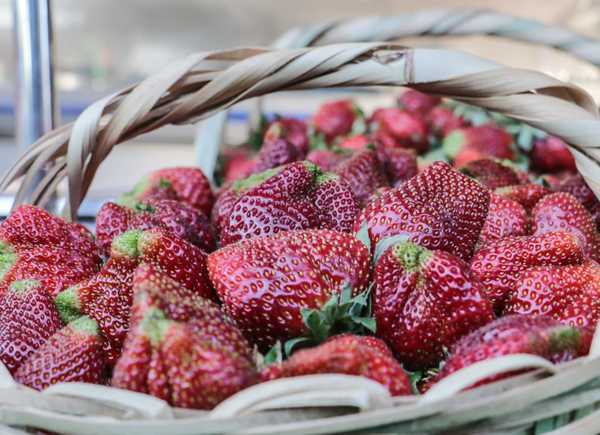 Productoras de frutillas harán feria este martes y viernes | .::Agencia IP::.