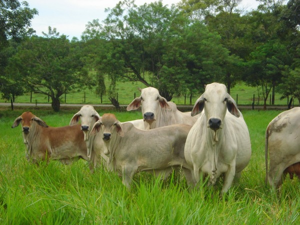 Nace la Asociación de la Producción y Exportación de Carne