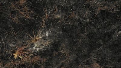 Evo Morales prohíbe la venta de tierras en áreas afectadas por incendios - Mundo - ABC Color