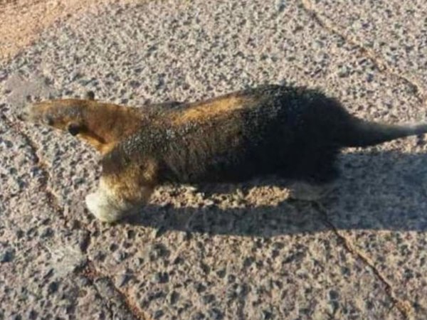 Animales silvestres sufren a causa del fuego en el Chaco