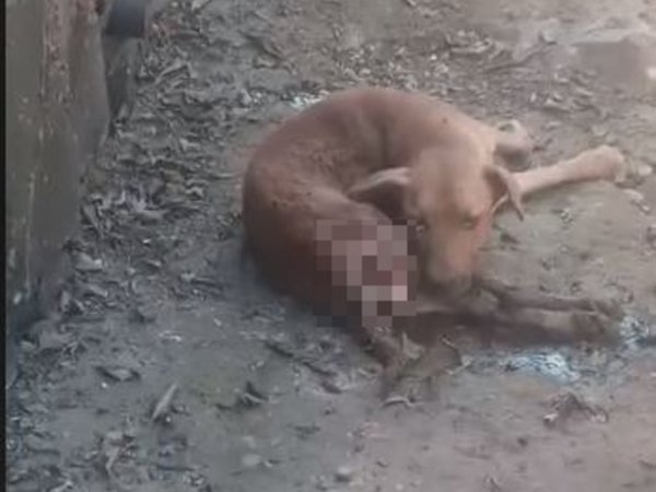 Enterraron vivo a un perro: lo rescataron, pero no aguantó