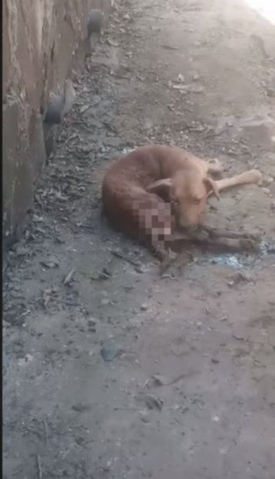 Enterraron vivo a un perro: lo rescataron, pero no aguantó