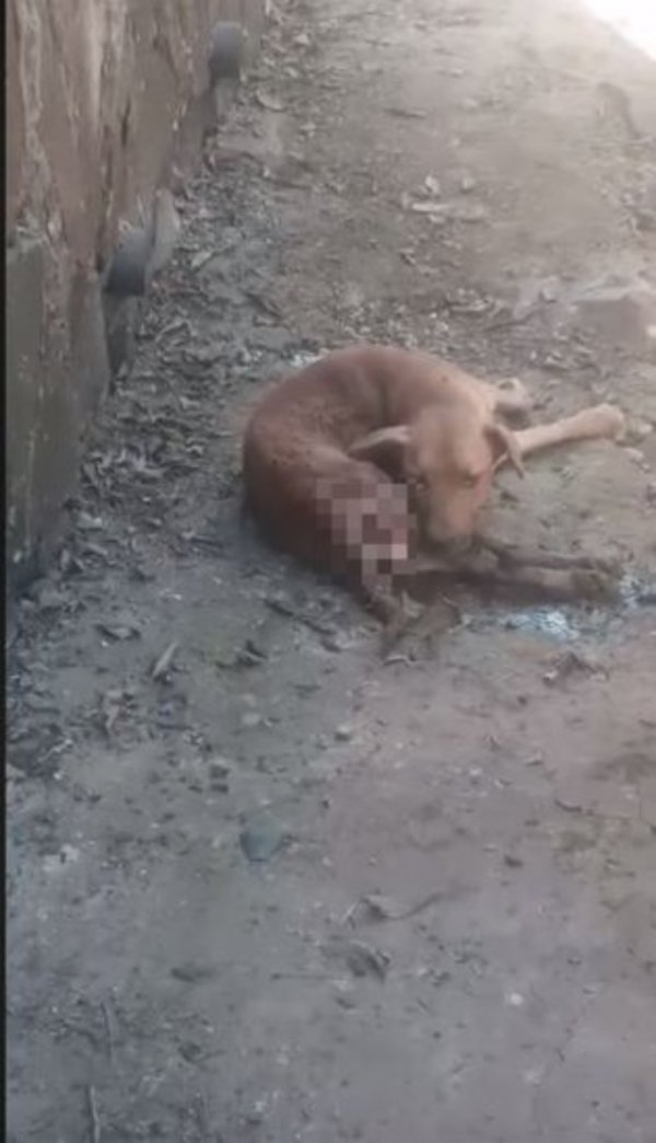 Enterraron vivo a un perro: lo rescataron, pero no aguantó