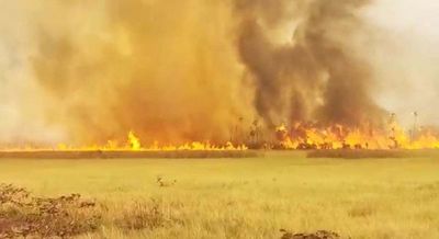 Animales calcinados y desesperación en el Gran Chaco Sudamericano - Nacionales - ABC Color